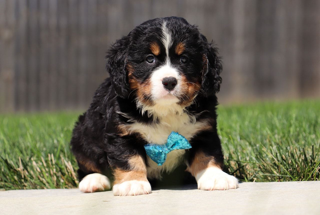 Male Bernalier Pup - Cedar