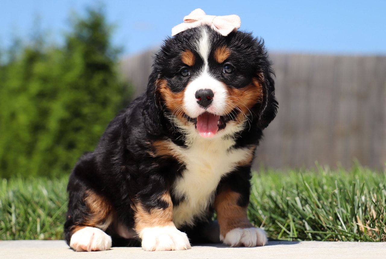 Female Bernalier Pup - Aspen