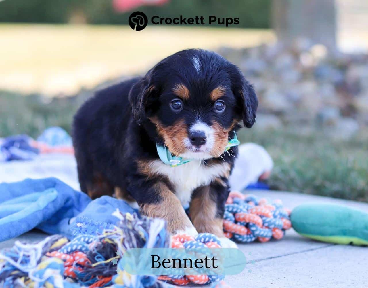 Male Bernalier Pup - Bennett