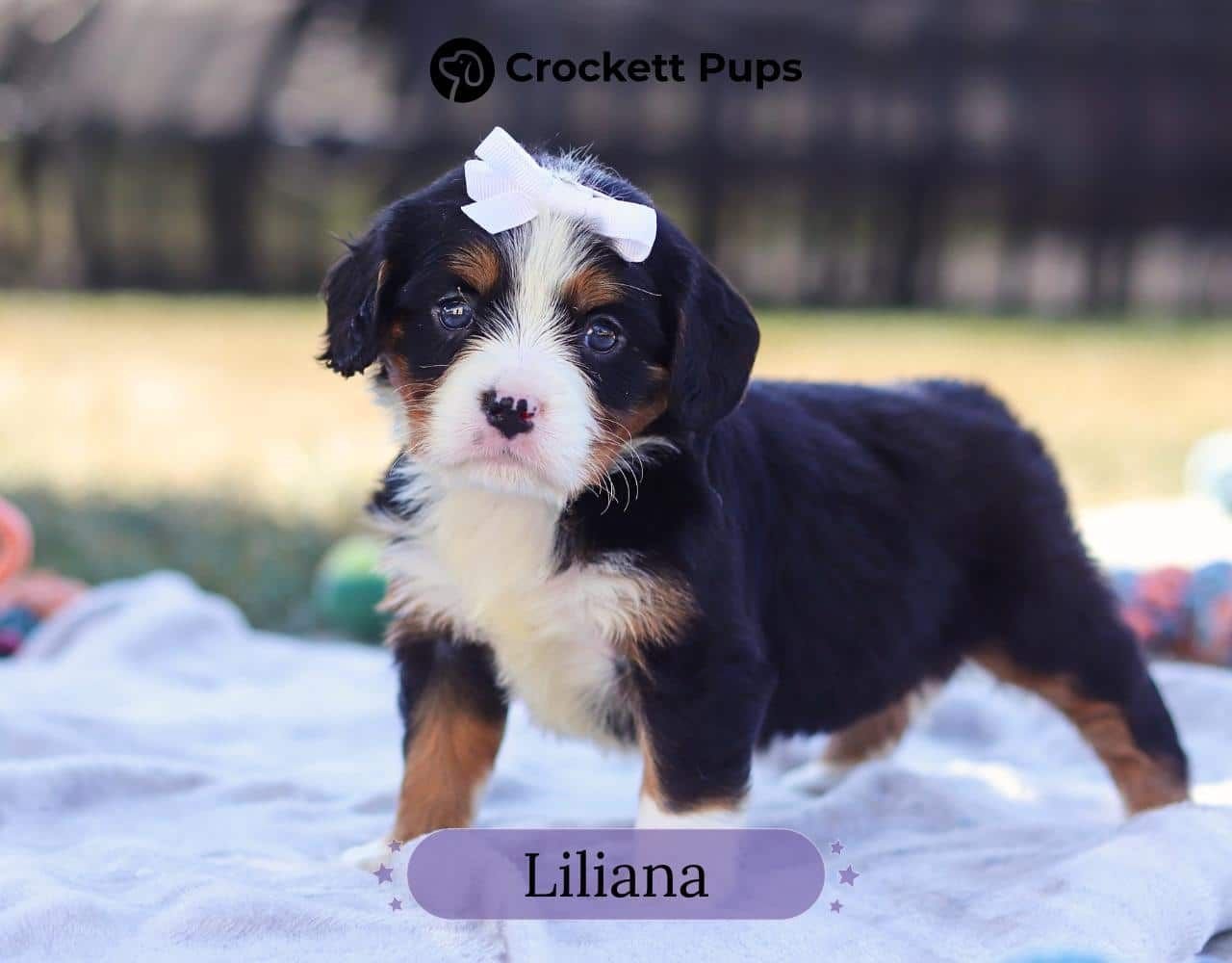 Female Bernalier Pup - Liliana