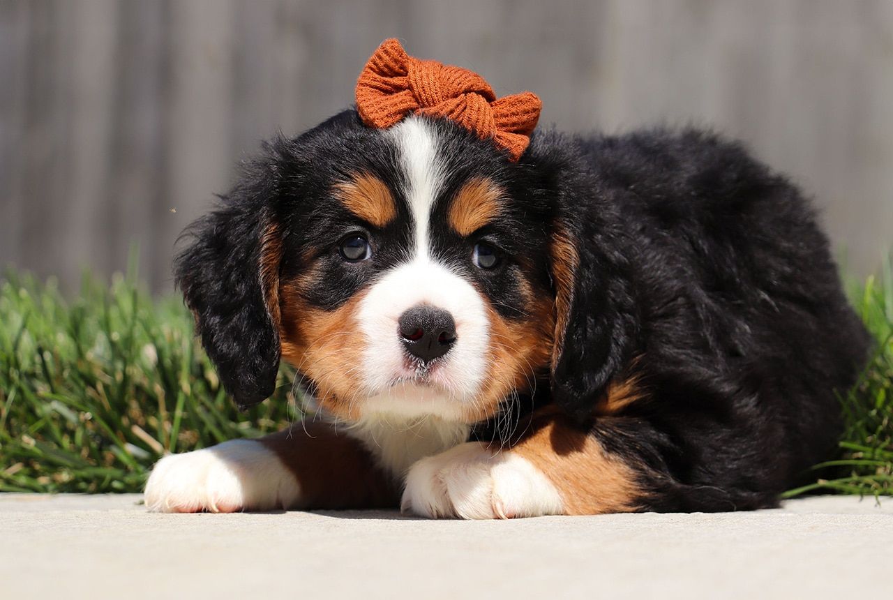 Female Bernalier Pup - Birch