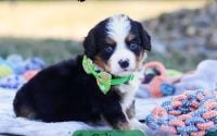 Male Bernalier Pup - Colton