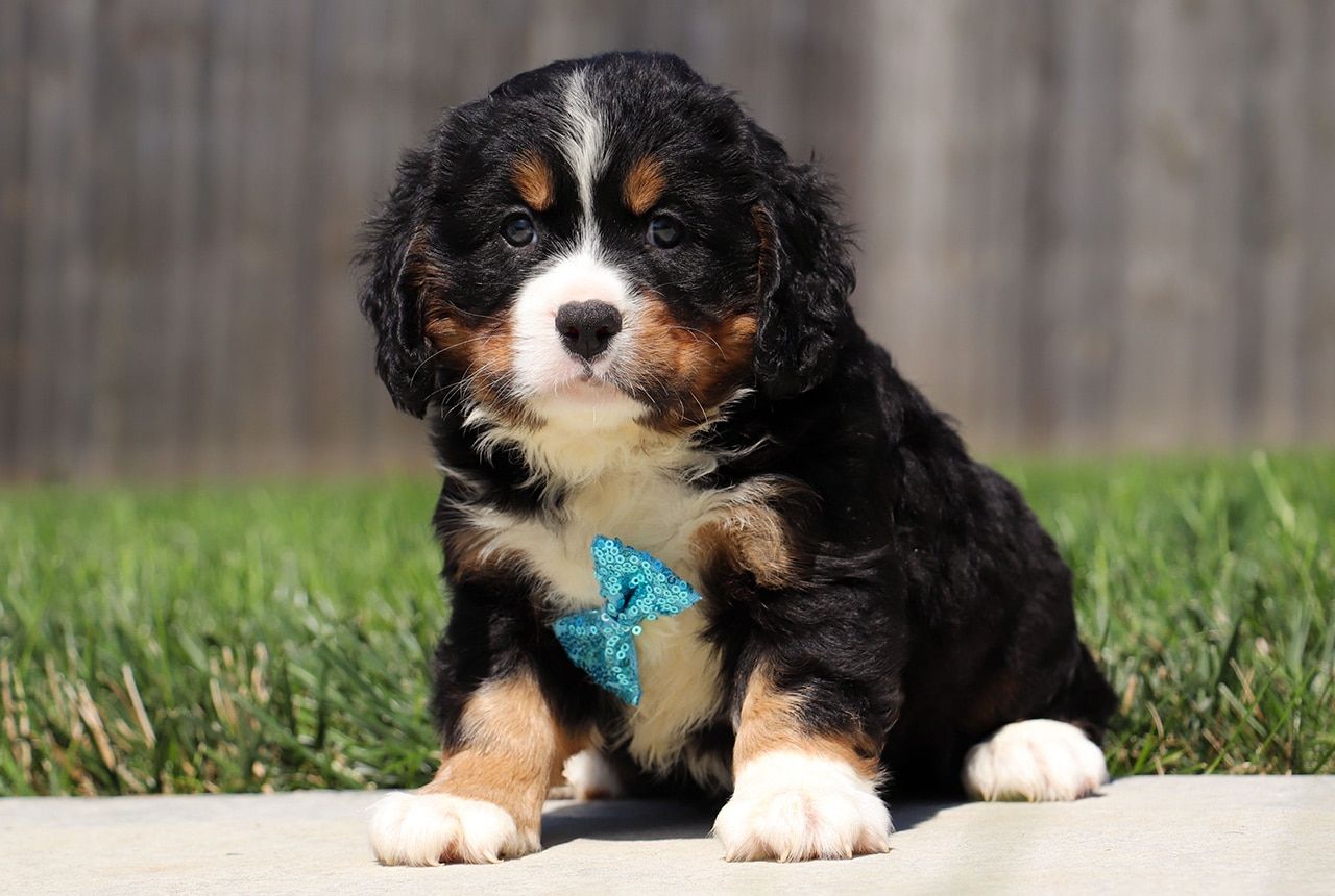 Male Bernalier Pup - Cedar