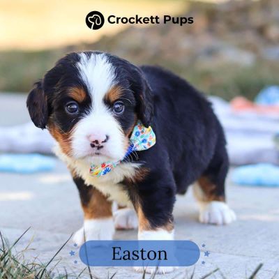 Male Bernalier Pup - Easton