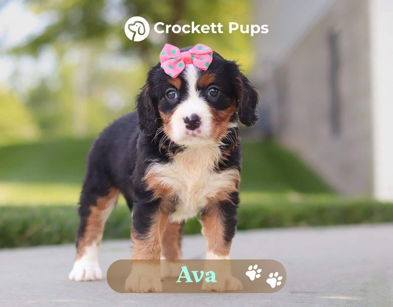 Female Bernalier Pup - Ava