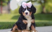 Female Bernalier Pup - Britta