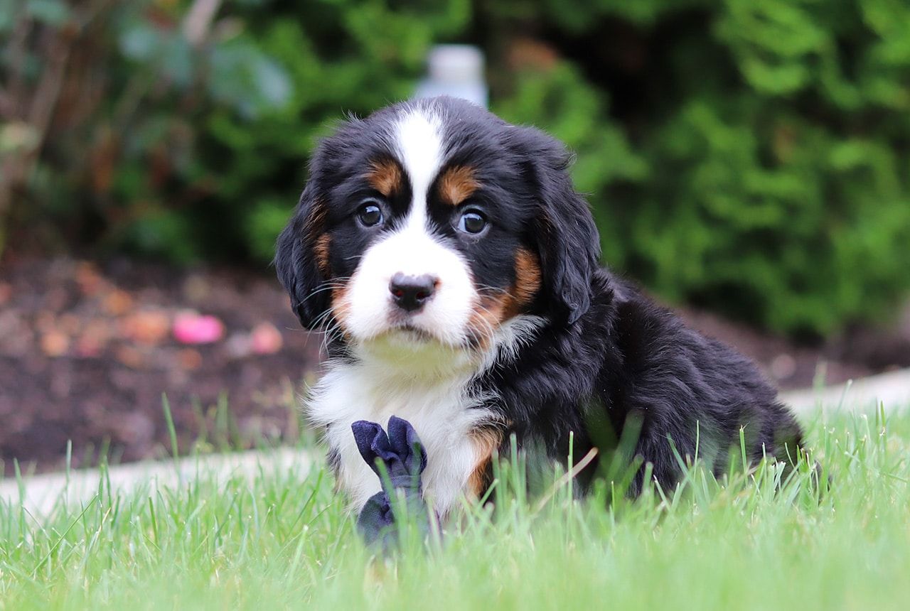 Male Bernalier Pup - Dragonfly