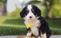 Male Bernalier Pup - Franz