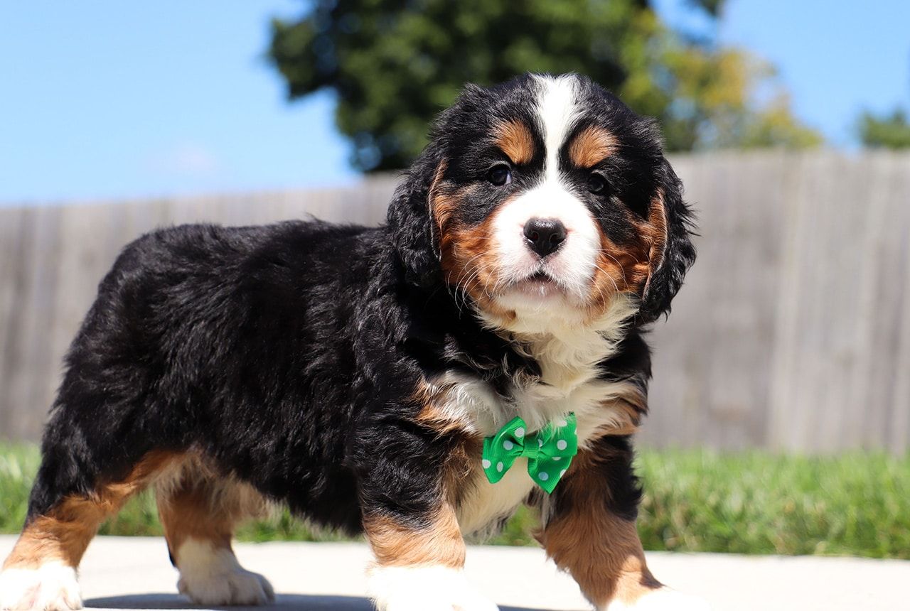 Male Bernalier Pup - Oak
