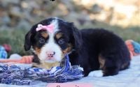 Female Bernalier Pup - Serenity