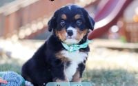 Male Bernalier Pup - Bennett