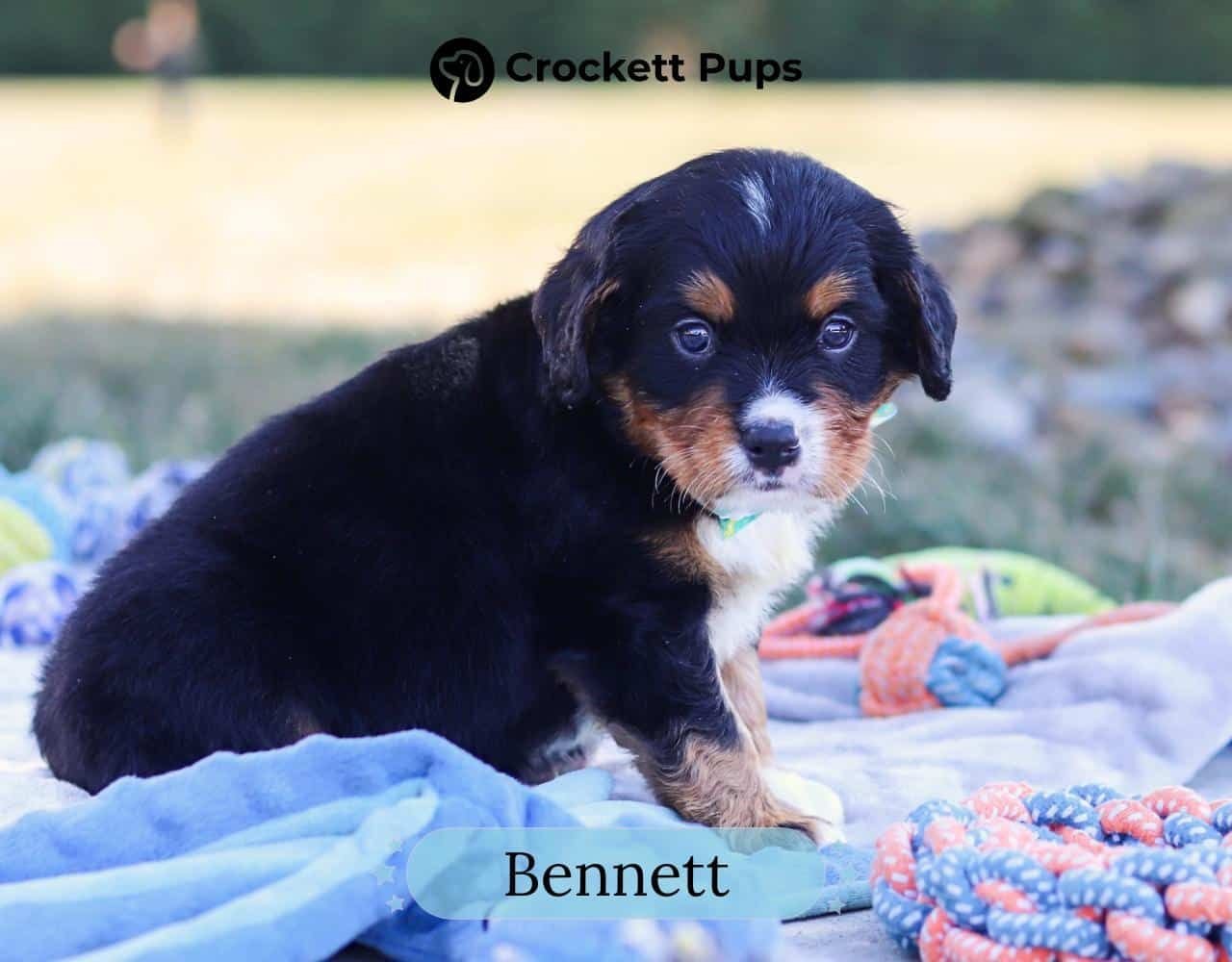 Male Bernalier Pup - Bennett
