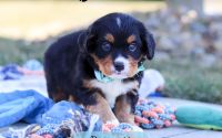 Male Bernalier Pup - Bennett