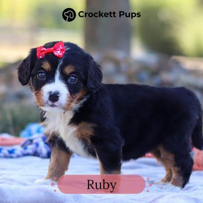 Female Bernalier Pup - Ruby