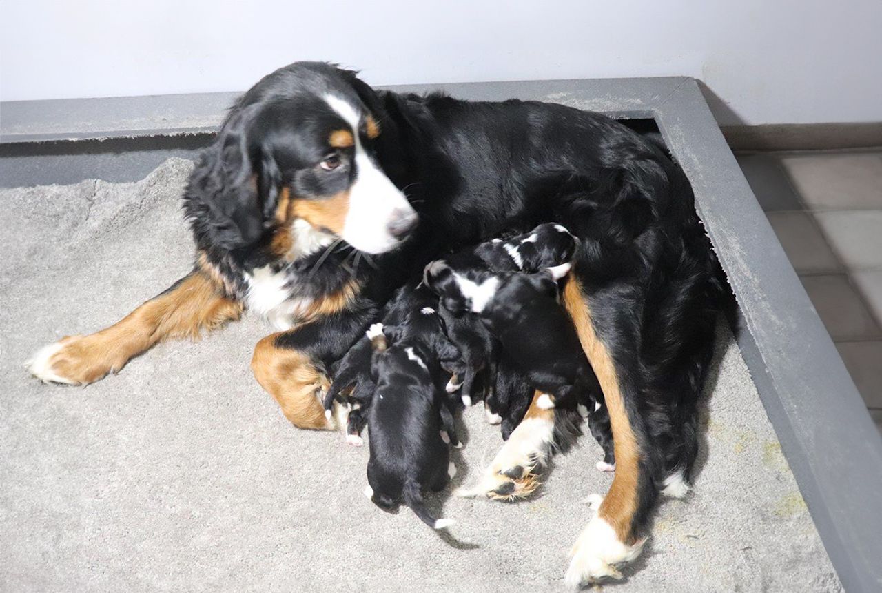 F1 Bernalier Pups for Adoption - Born December 6, 2023