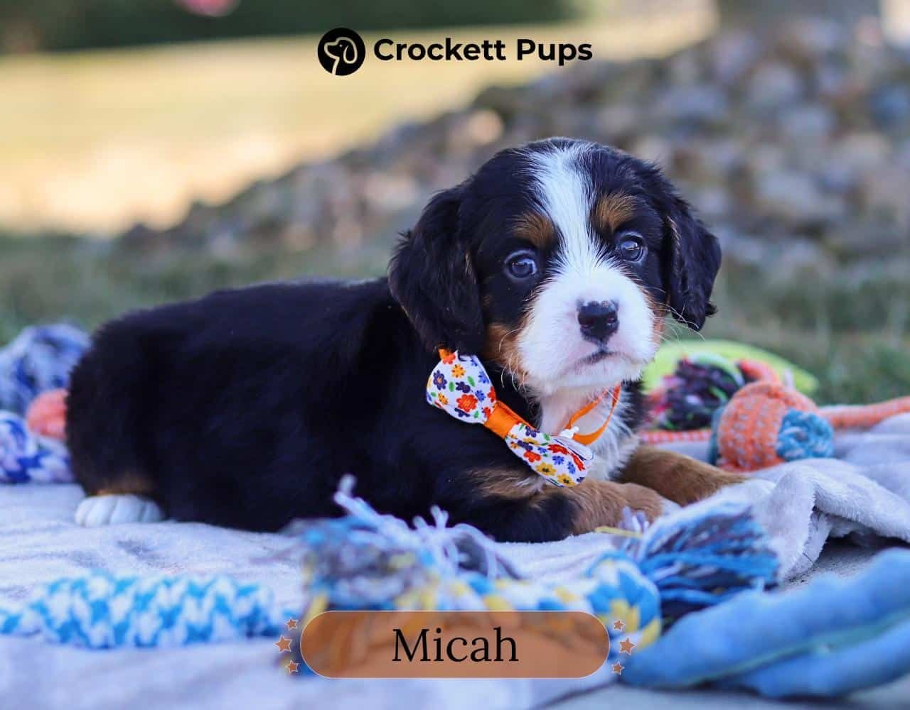 Male Bernalier Pup - Micah