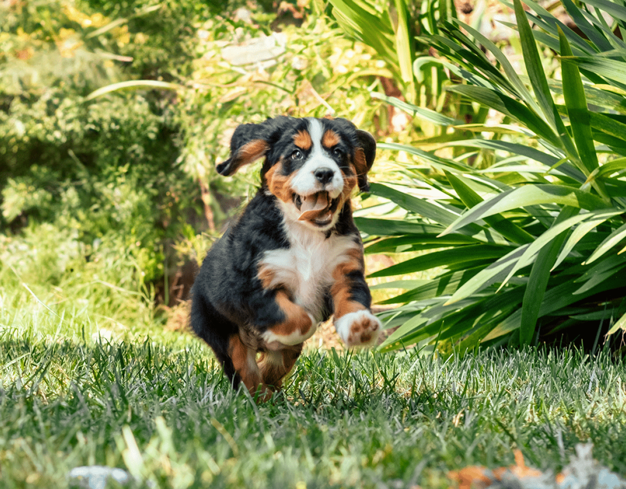 Mini Bernese Running Outside
