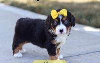 Female Bernalier Pup - Clara