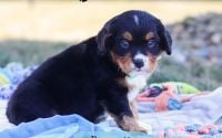 Male Bernalier Pup - Bennett