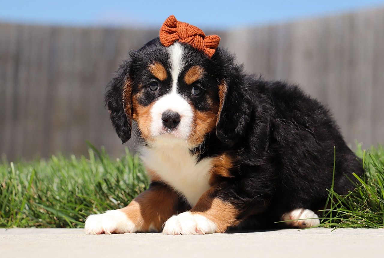 Female Bernalier Pup - Birch