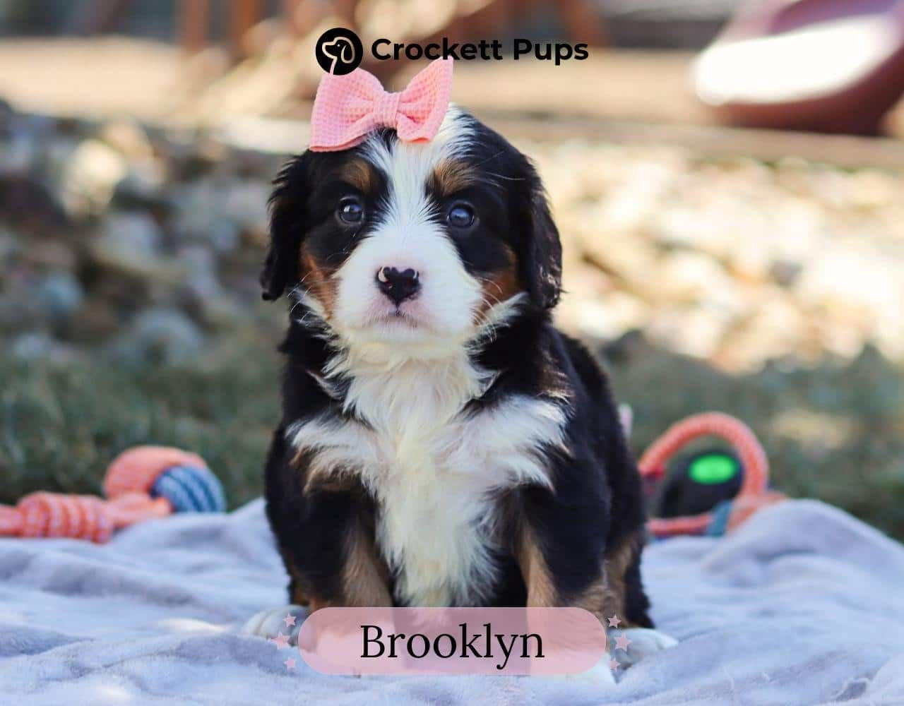 Female Bernalier Pup - Brooklyn