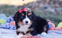 Female Bernalier Pup - Ruby