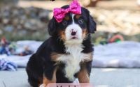 Female Bernalier Pup - Madelyn