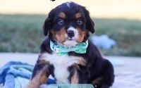 Male Bernalier Pup - Bennett