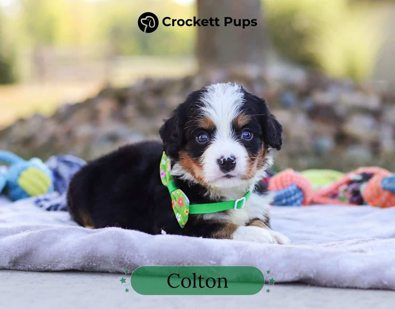 Male Bernalier Pup - Colton