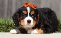 Female Bernalier Pup - Birch