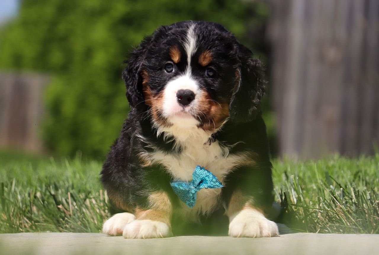 Male Bernalier Pup - Cedar