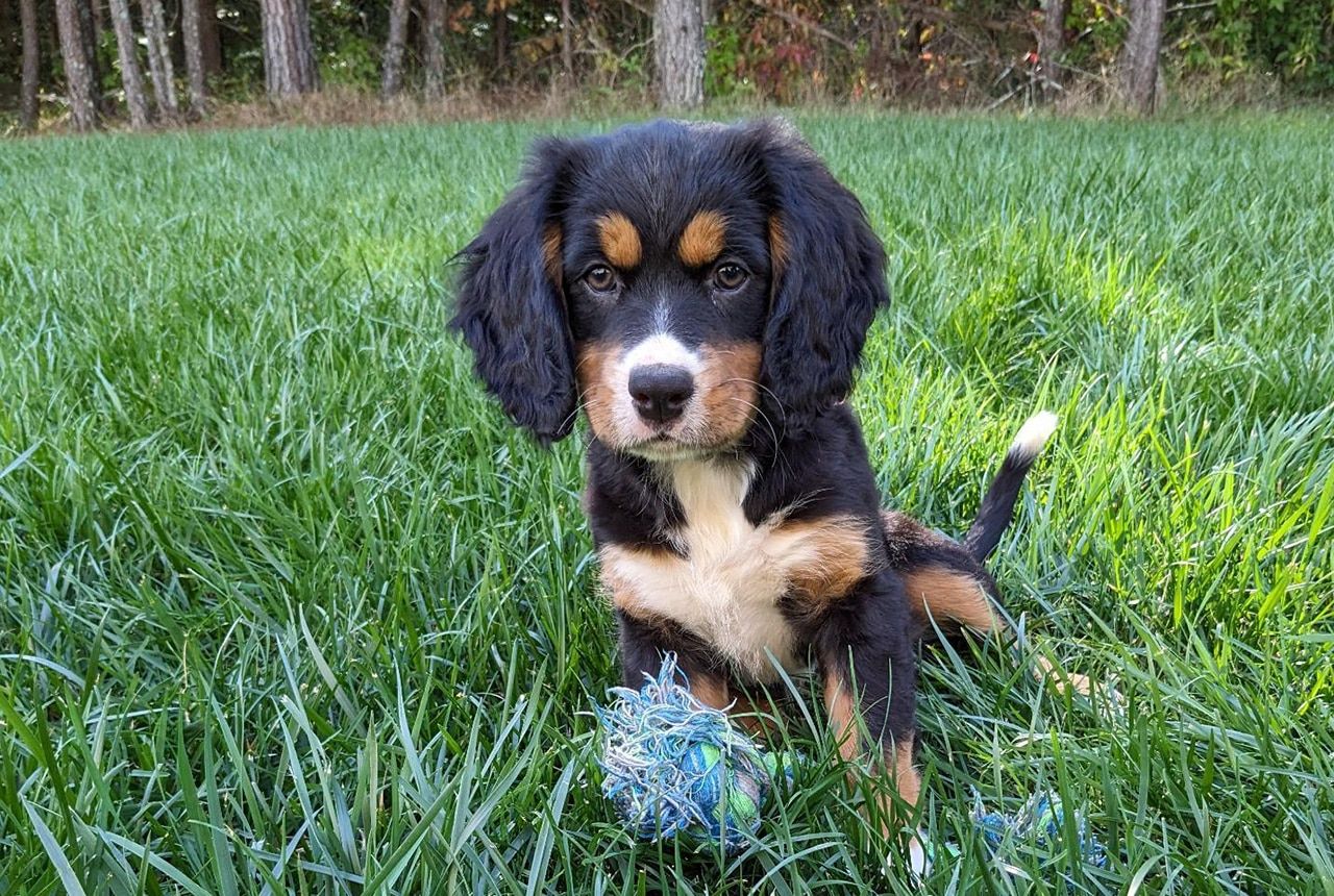 Mini Bernese Mountain Dog Puppy - Maple