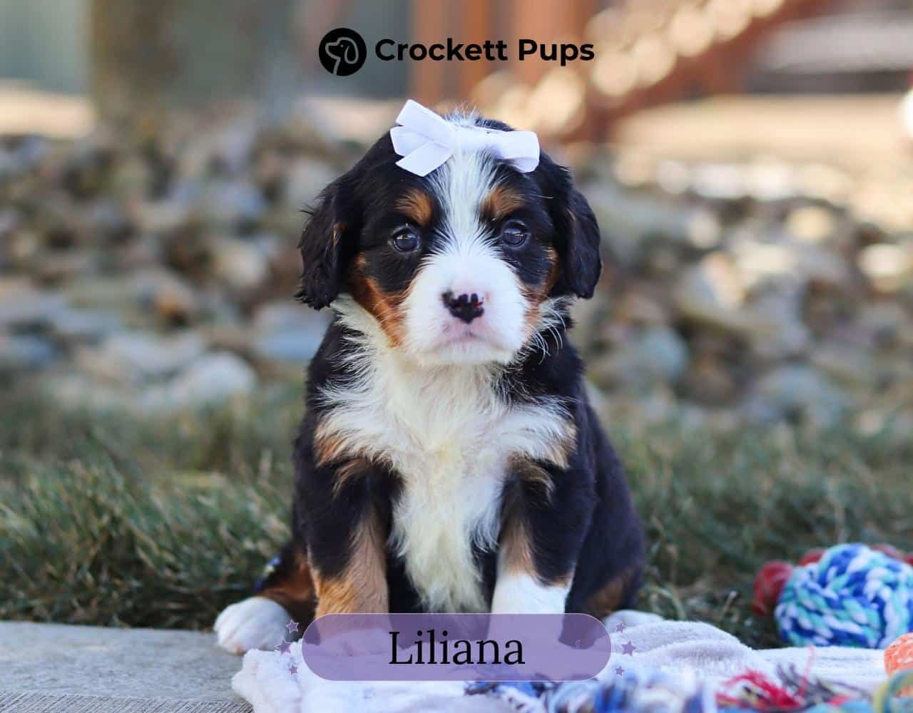 Female Bernalier Pup - Liliana
