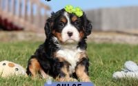 Female Bernalier Pup - Chloe