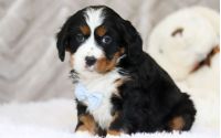 Male Bernalier Pup - Friedrich
