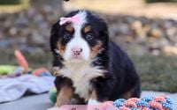 Female Bernalier Pup - Serenity