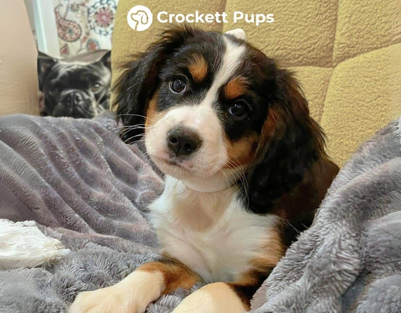 Female Bernalier Pup - Allison