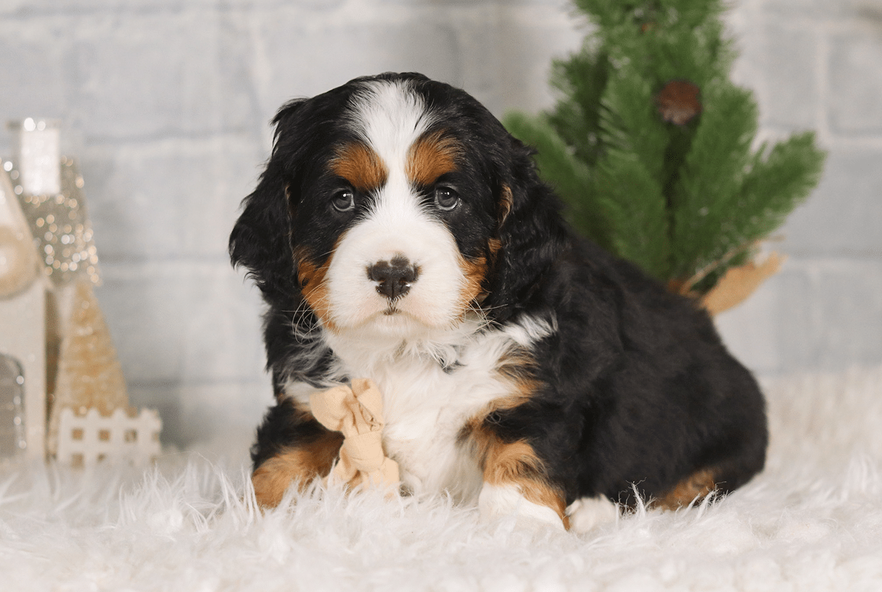 Male Bernalier Pup - Faithful