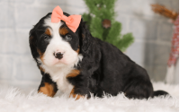 Female Bernalier Pup - Patience