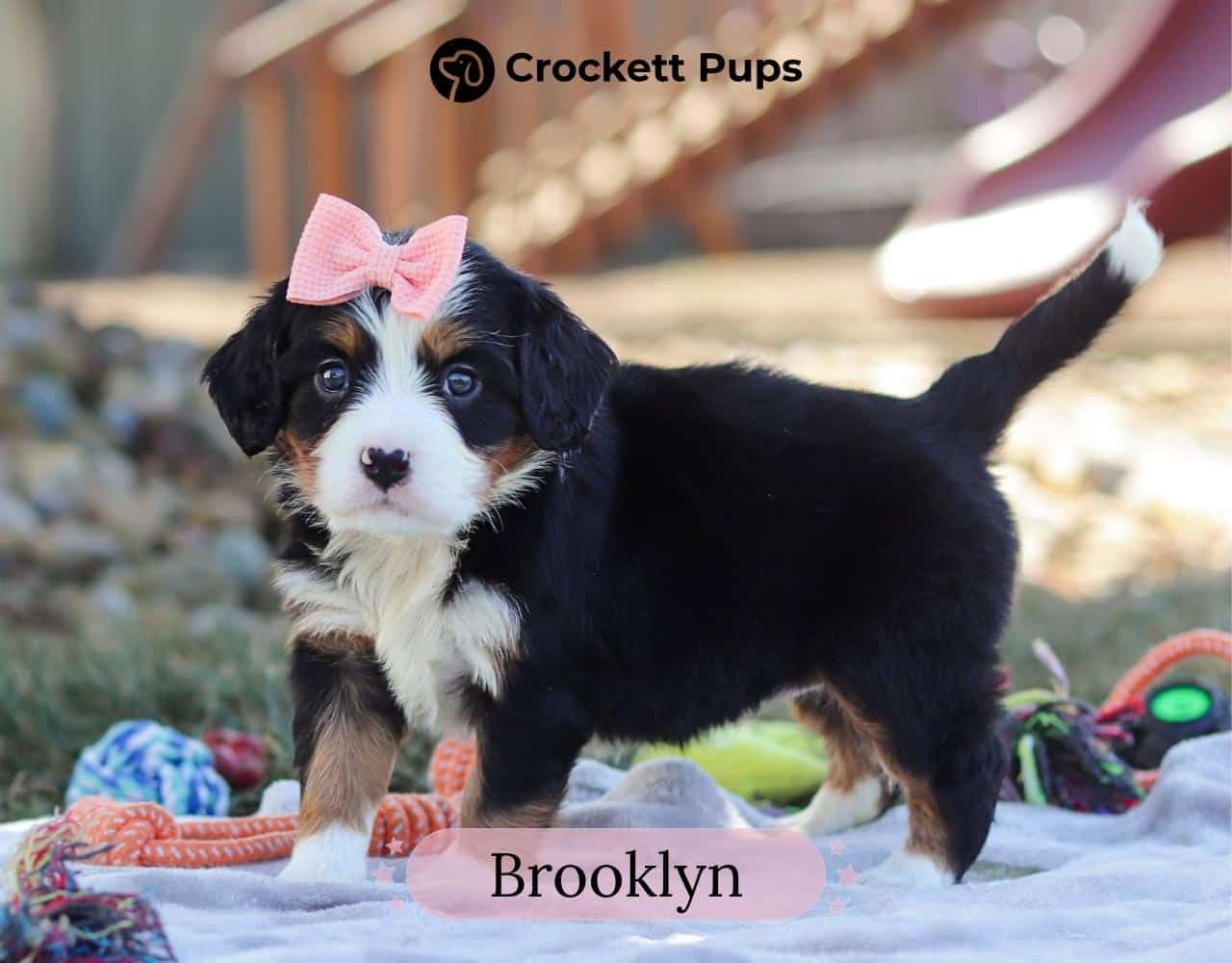 Female Bernalier Pup - Brooklyn