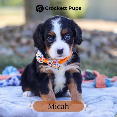 Male Bernalier Pup - Micah
