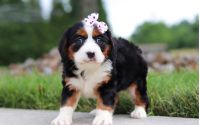 Female Bernalier Pup - Butterfly