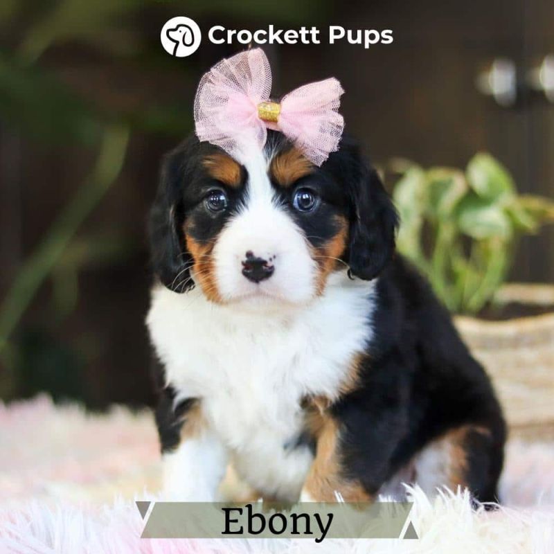 mini-bernese-mountain-dog-bernalier-puppies-for-sale