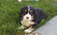 Female Bernalier Pup - Lotti