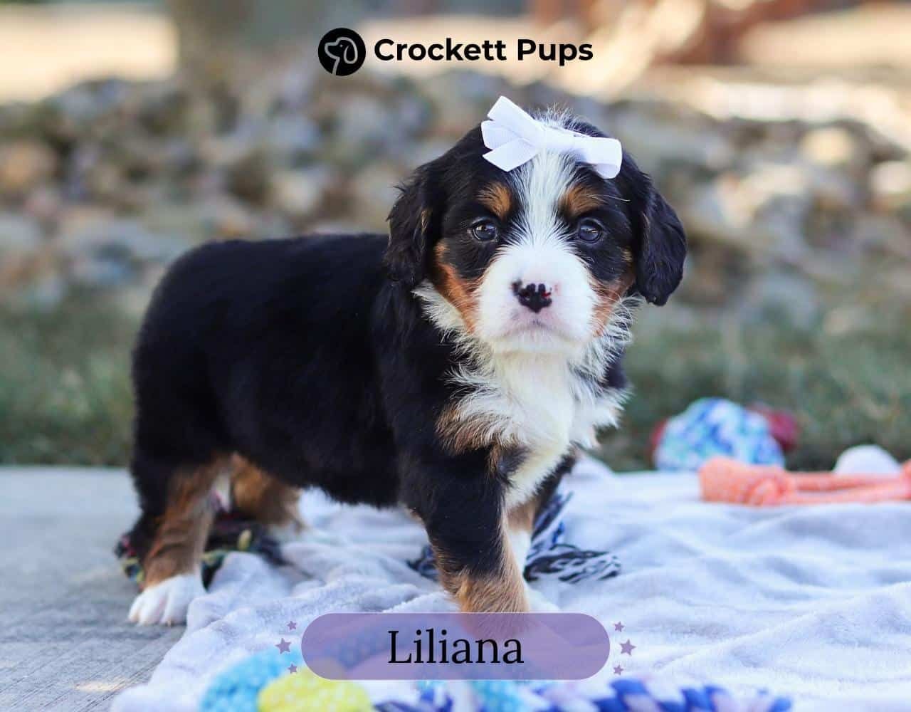 Female Bernalier Pup - Liliana