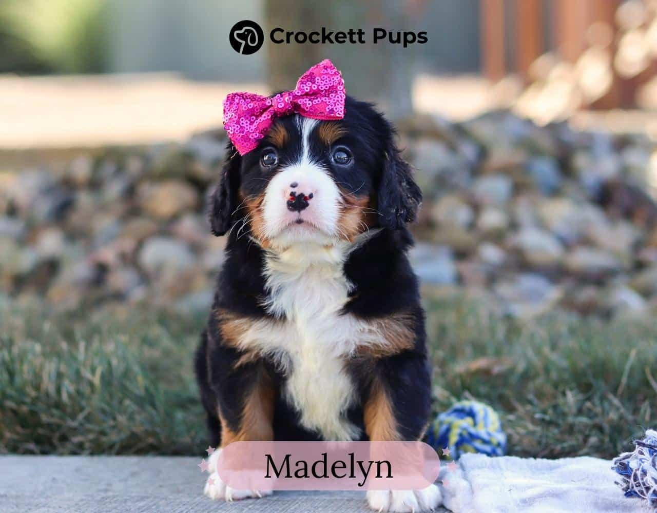 Female Bernalier Pup - Madelyn