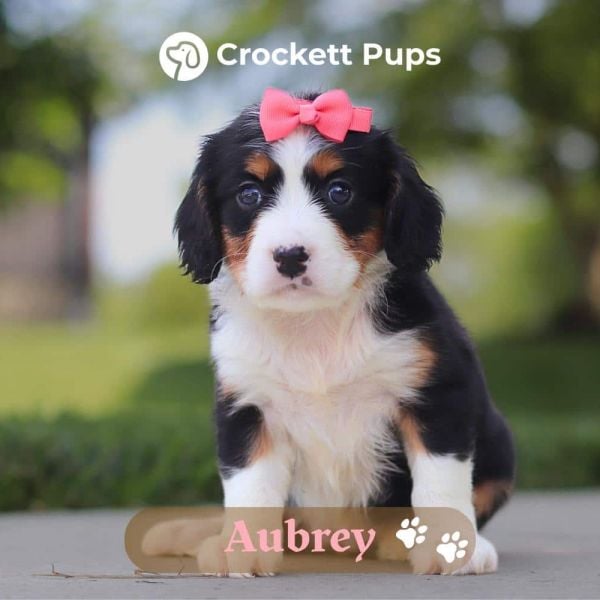 Female Bernalier Pup - Aubrey