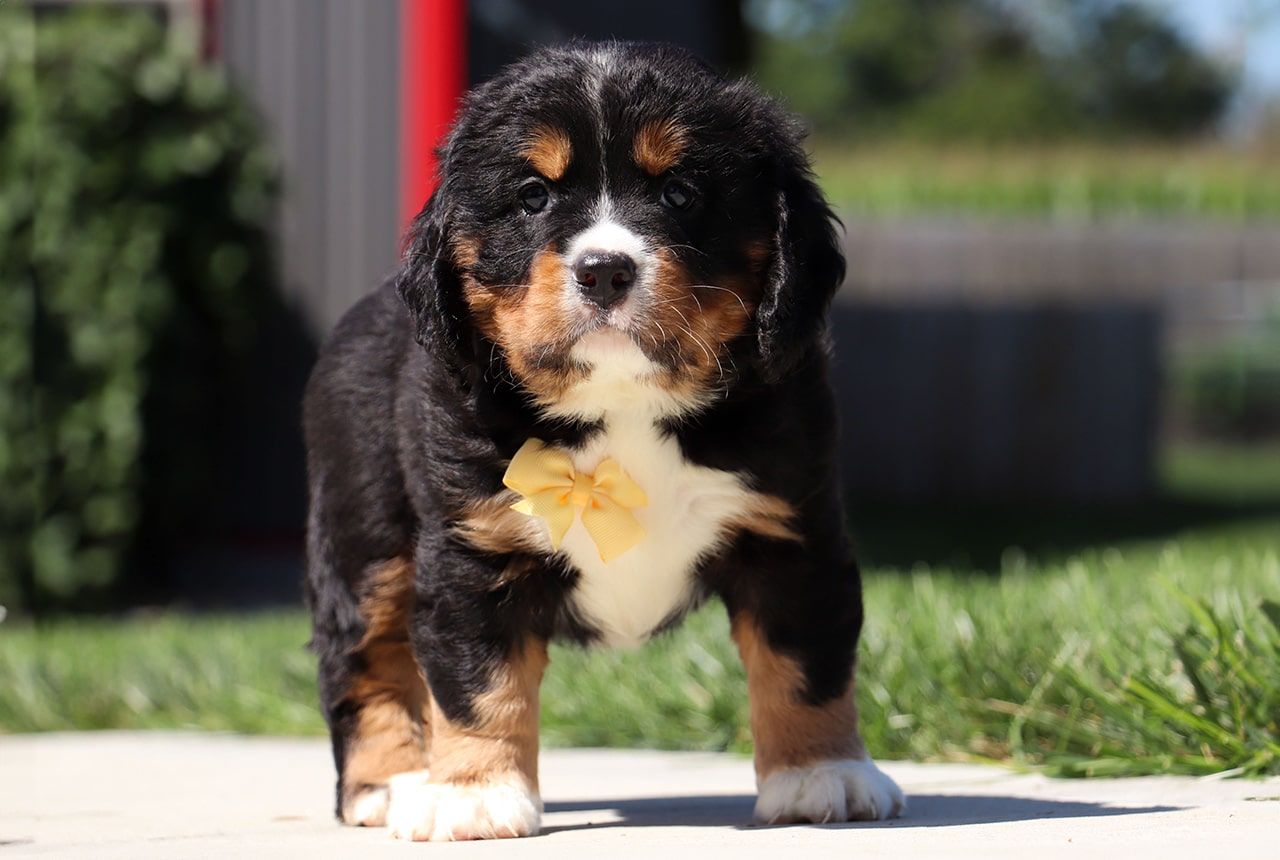 Male Bernalier Pup - Ash