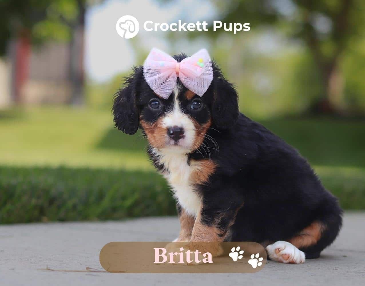 Female Bernalier Pup - Britta