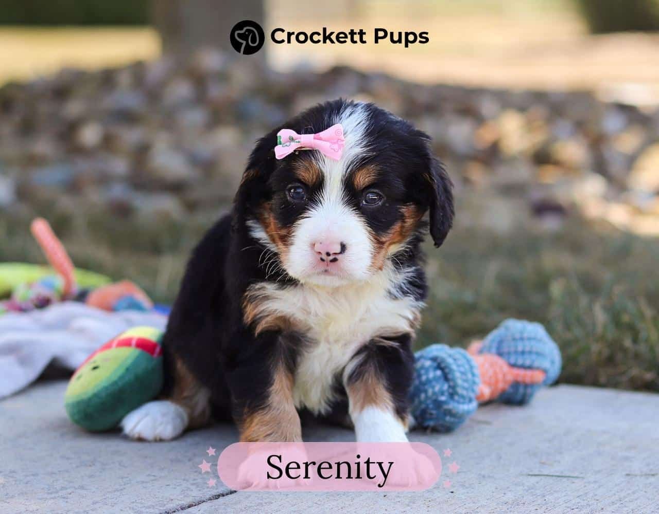 Female Bernalier Pup - Serenity